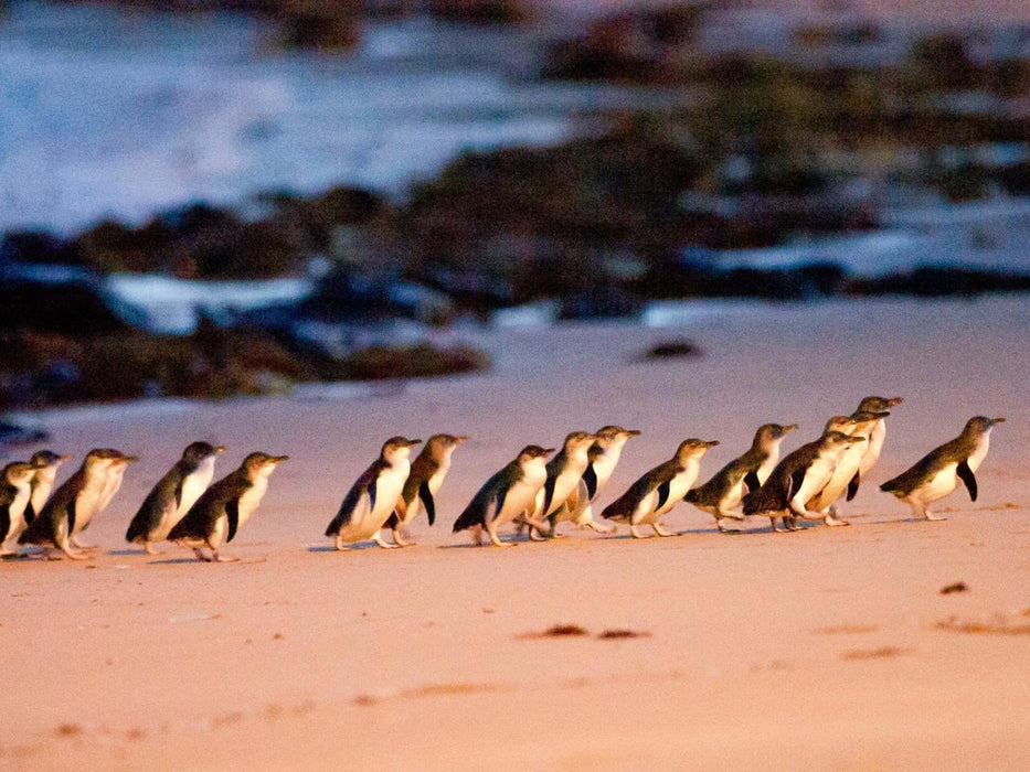 Phillip Island Wine, Wildlife, & Penguins Tour From Melbourne - We Wander