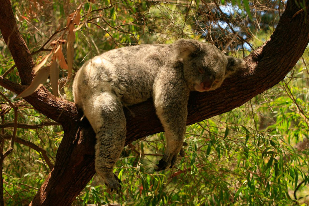 Photographing Australian Animals, Seascapes And Sunsets - We Wander