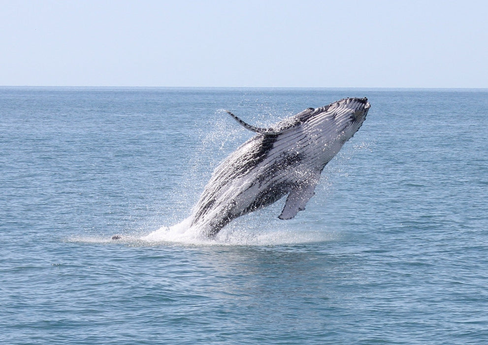 Premium Whale Watch Tour - We Wander