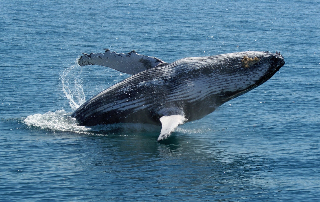 Premium Whale Watch Tour - We Wander