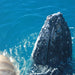 Premium Whale Watch Tour - We Wander