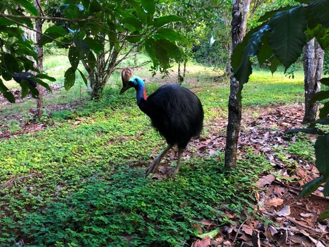 Private Cairns Tablelands Tasting Tour - We Wander
