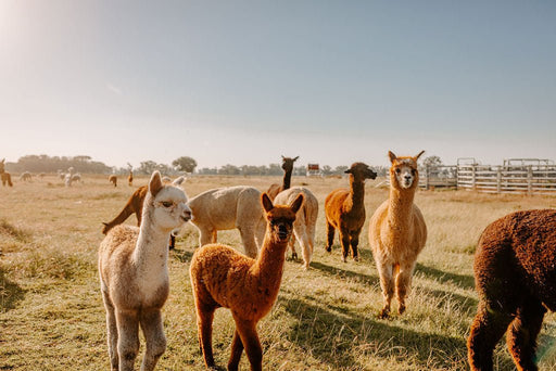 Private Online Alpaca Meet & Greet Experience - We Wander