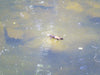 Rainforest Platypus Dive - We Wander