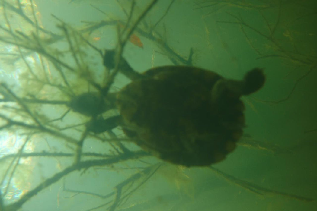 Rainforest Platypus Dive - We Wander