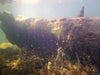 Rainforest Platypus Dive - We Wander