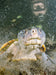 Rainforest Platypus Dive - We Wander