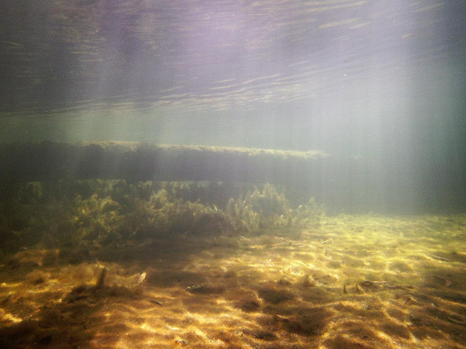 Rainforest Platypus Dive - We Wander