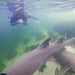 Reef Shark Snorkel With Entry Pass - We Wander