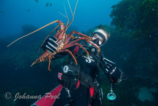 Rottnest Island (Wadjemup) Dive Or Snorkel - We Wander