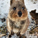 Rottnest Photographic Day Tour Without Ferry - We Wander