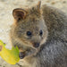 Rottnest Photographic Day Tour Without Ferry - We Wander