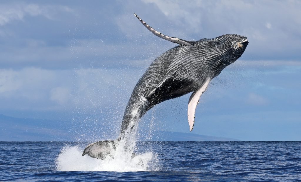 Sails And Whales Private Charter Whale Watching On A Luxury Sailing Catamaran - We Wander