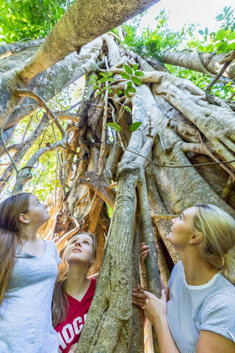 Segway Rainforest Discovery Tour - We Wander