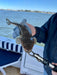 Shared Broadwater Fishing - Pickup From Runaway Bay - We Wander