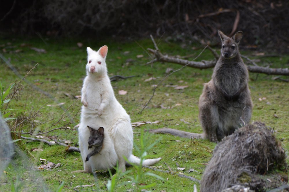 Shore Excursion - Bruny Island Day Tour - We Wander