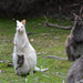 Shore Excursion - Bruny Island Day Tour - We Wander