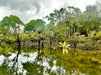 Sightseeing Tour Hinchinbrook Island Full Day - We Wander