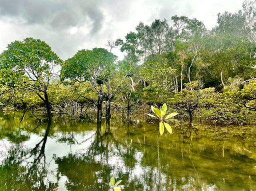 Sightseeing Tour Hinchinbrook Island Full Day - We Wander