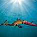 Snorkel With Sea Dragons - We Wander