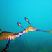 Snorkel With Sea Dragons - We Wander