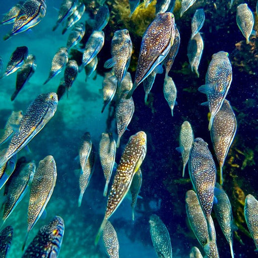 Snorkelling Kit Hire - We Wander