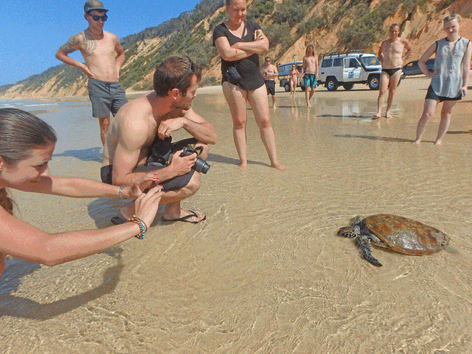 Stand Up Paddle Wildlife Tour & Beach 4X4 Day Trip - Noosa - We Wander