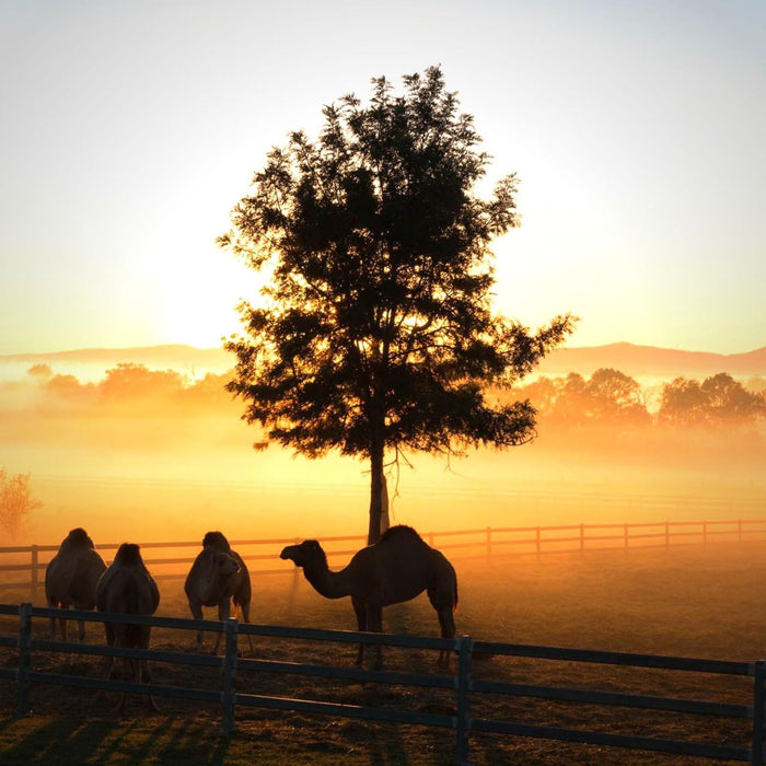 Sunrise Camel Ride - We Wander