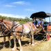 Taste The Valley - Full Day Horse Carriage Wine Tour With Lunch (Minimum 4 People ) - We Wander