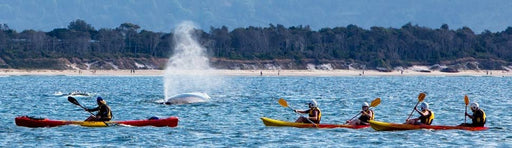 The Byron Bay Sea Kayak Tour - We Wander