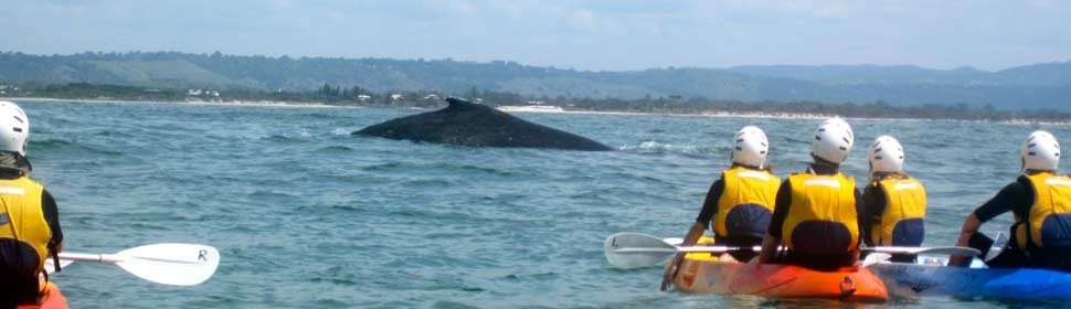 The Byron Bay Sea Kayak Tour - We Wander