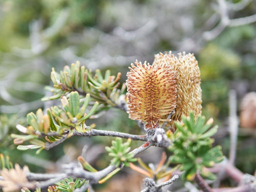 Three Capes & Tukana & Tasman Peninsula Off Peak Explorer - Lutruwita Tasmania - 3 Days - We Wander