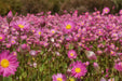 Toodyay Wildflower Special - We Wander
