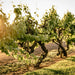 Tour And Private Tasting At Digiorgio Family Wines - We Wander