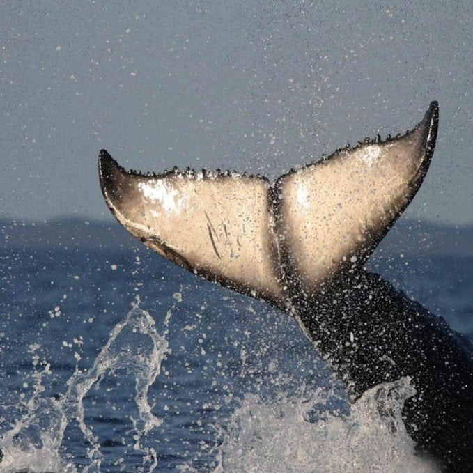 partner-Pacific Whale Foundation Eco Adventures Australia