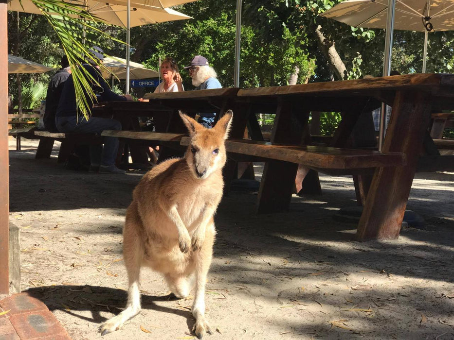 Weekend Breakfast Safari With Extended Island Stop - 1.5 Hour Jet Ski Safari - We Wander