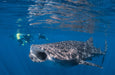 Whale Shark Adventure Swims Exmouth - We Wander