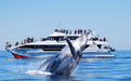 Whale Watching Adventure - We Wander