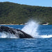 Whale Watching Tour - We Wander