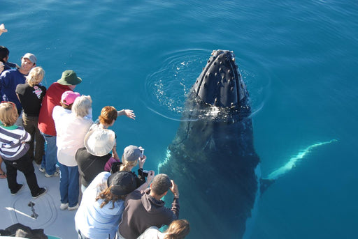 Whalesong Whale Watch Tour - We Wander