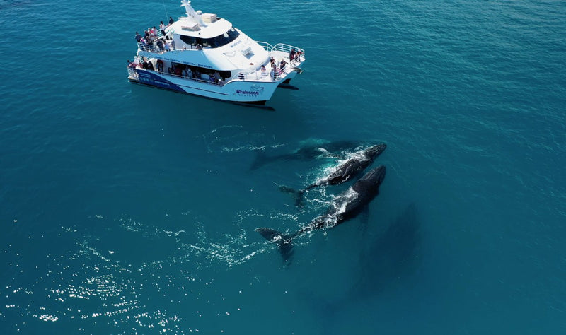 Whalesong Whale Watch Tour - We Wander