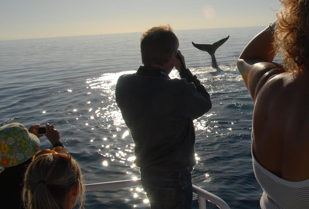 Whalesong Whale Watch Tour - We Wander