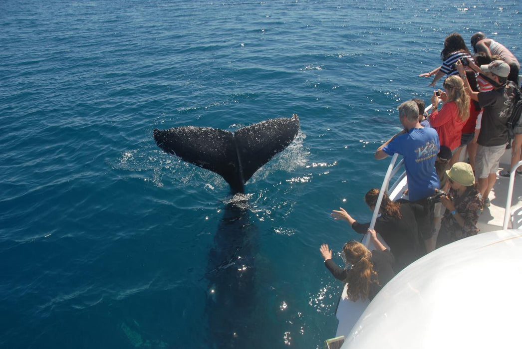 Whalesong Whale Watch Tour - We Wander