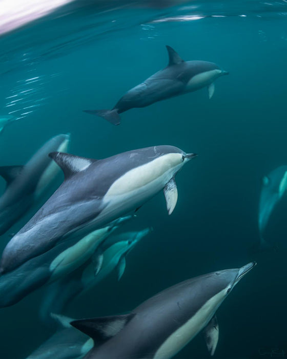 Wild Dolphin Watch - We Wander