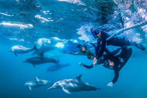 Wild Dolphin Watch - We Wander