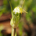 Wild Flowers And Orchids Of Western Australia Photographic Day Tour - We Wander