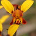 Wild Flowers And Orchids Of Western Australia Photographic Day Tour - We Wander