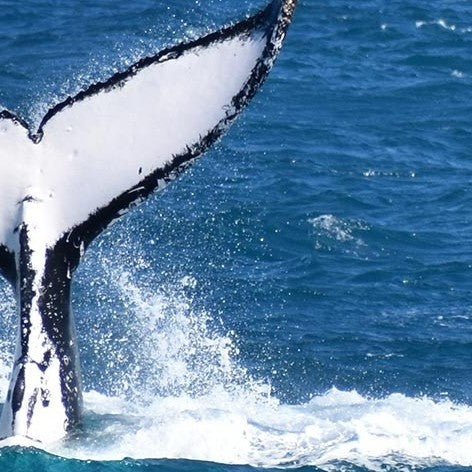 Wilsons Prom – Whale Cruise - Family - We Wander