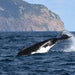 Wilsons Prom – Whale Cruise - Family - We Wander