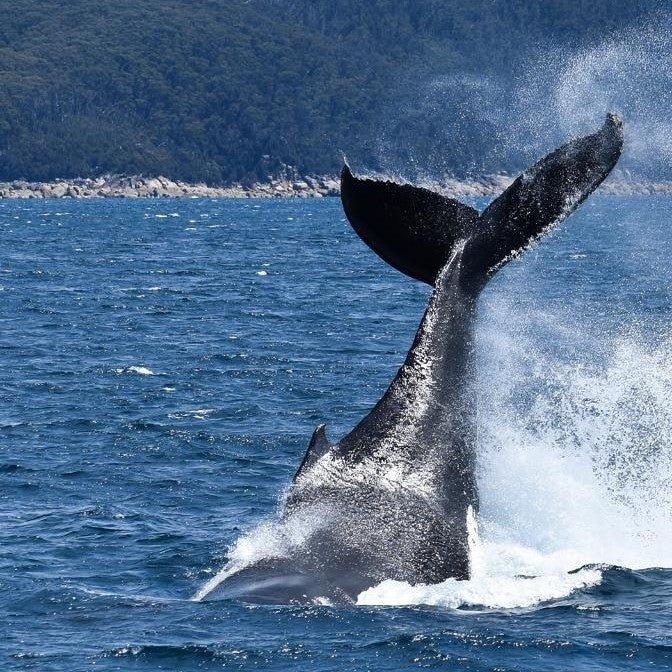 Wilsons Prom – Whale Cruise - Family - We Wander
